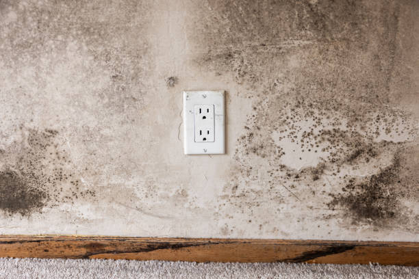Best Attic Mold Removal  in Voorheesville, NY