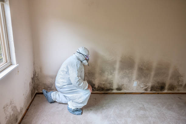 Best Mold Odor Removal Services  in Voorheesville, NY
